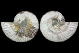 Cut & Polished Ammonite Fossil - Agatized #78556-1